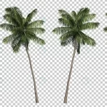 3d rendering coconut palm trees crc8bf4f8d9 size74.45mb - title:Home - اورچین فایل - format: - sku: - keywords:وکتور,موکاپ,افکت متنی,پروژه افترافکت p_id:63922