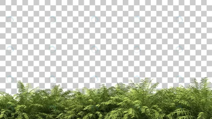 3d rendering ferns foreground isolated crc430154c0 size19.95mb - title:graphic home - اورچین فایل - format: - sku: - keywords: p_id:353984