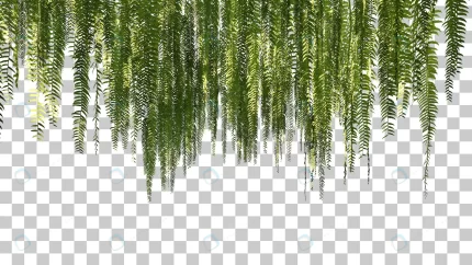 3d rendering hanging ferns foreground isolated crca53f6f2e size51.16mb - title:graphic home - اورچین فایل - format: - sku: - keywords: p_id:353984