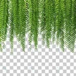 3d rendering hanging ferns foreground isolated 2 crc8f2819e8 size39.35mb - title:Home - اورچین فایل - format: - sku: - keywords:وکتور,موکاپ,افکت متنی,پروژه افترافکت p_id:63922