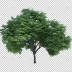 - 3d rendering nature object tree isolated crcdf54fe61 size73.12mb - Home