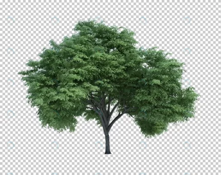 3d rendering nature object tree isolated crcdf54fe61 size73.12mb - title:graphic home - اورچین فایل - format: - sku: - keywords: p_id:353984