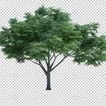 3d rendering nature object tree isolated 11 crc8455d955 size76.08mb - title:Home - اورچین فایل - format: - sku: - keywords:وکتور,موکاپ,افکت متنی,پروژه افترافکت p_id:63922