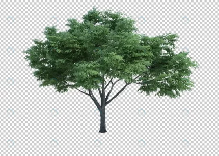 3d rendering nature object tree isolated 11 crc8455d955 size76.08mb - title:graphic home - اورچین فایل - format: - sku: - keywords: p_id:353984