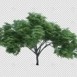 3d rendering nature object tree isolated 2 crc02c2e499 size74.13mb - title:Home - اورچین فایل - format: - sku: - keywords:وکتور,موکاپ,افکت متنی,پروژه افترافکت p_id:63922
