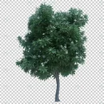3d rendering nature object tree isolated 3 crc675e4b6b size45.09mb - title:Home - اورچین فایل - format: - sku: - keywords:وکتور,موکاپ,افکت متنی,پروژه افترافکت p_id:63922