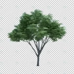 3d rendering nature object tree isolated 4 crc49a5e61d size45.26mb - title:Home - اورچین فایل - format: - sku: - keywords:وکتور,موکاپ,افکت متنی,پروژه افترافکت p_id:63922