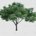 3d rendering nature object tree isolated 6 crc5810bd52 size75.54mb - title:Home - اورچین فایل - format: - sku: - keywords:وکتور,موکاپ,افکت متنی,پروژه افترافکت p_id:63922