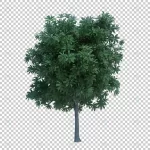 3d rendering nature object tree isolated 8 crcfbbc4317 size45.81mb - title:Home - اورچین فایل - format: - sku: - keywords:وکتور,موکاپ,افکت متنی,پروژه افترافکت p_id:63922