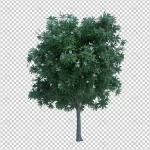 3d rendering nature object tree isolated 9 crce78a62c8 size46.85mb - title:Home - اورچین فایل - format: - sku: - keywords:وکتور,موکاپ,افکت متنی,پروژه افترافکت p_id:63922
