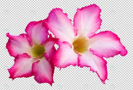 adenium flowers isolated transparency background. crcb0920ef9 size60.96mb - title:graphic home - اورچین فایل - format: - sku: - keywords: p_id:353984