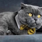 adorable british shorthair kitty with monochrome crc1f6806e3 size2.1mb 5359x3828 1 - title:Home - اورچین فایل - format: - sku: - keywords:وکتور,موکاپ,افکت متنی,پروژه افترافکت p_id:63922