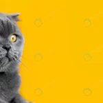 - adorable british shorthair kitty with monochrome crc5db644ba size1.82mb 8000x3355 1 - Home