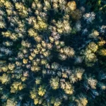 aerial view forest autumn with colorful trees dro crcce086569 size13.36mb 3992x2992 - title:Home - اورچین فایل - format: - sku: - keywords:وکتور,موکاپ,افکت متنی,پروژه افترافکت p_id:63922