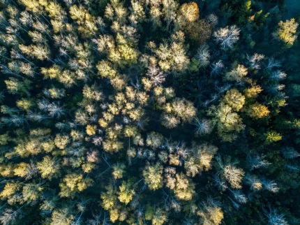 aerial view forest autumn with colorful trees dro crcce086569 size13.36mb 3992x2992 - title:graphic home - اورچین فایل - format: - sku: - keywords: p_id:353984