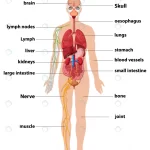 anatomy human body information infographic crc1f0120eb size3.41mb - title:Home - اورچین فایل - format: - sku: - keywords:وکتور,موکاپ,افکت متنی,پروژه افترافکت p_id:63922