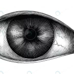 anatomy human eye hand draw vintage clip art isola rnd633 frp5426454 - title:Home - اورچین فایل - format: - sku: - keywords:وکتور,موکاپ,افکت متنی,پروژه افترافکت p_id:63922