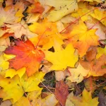 autumn colorful orange red yellow maple leaves as rnd391 frp15655790 - title:Home - اورچین فایل - format: - sku: - keywords:وکتور,موکاپ,افکت متنی,پروژه افترافکت p_id:63922