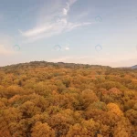 autumn forest colorful trees leafs aerial view rnd839 frp20320258 - title:Home - اورچین فایل - format: - sku: - keywords:وکتور,موکاپ,افکت متنی,پروژه افترافکت p_id:63922