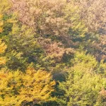autumn forest colorful trees leafs background autu rnd992 frp21908205 - title:Home - اورچین فایل - format: - sku: - keywords:وکتور,موکاپ,افکت متنی,پروژه افترافکت p_id:63922