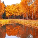 autumn landscape park with pond reflection it crc3a13bfc9 size20.14mb 5550x3700 - title:Home - اورچین فایل - format: - sku: - keywords:وکتور,موکاپ,افکت متنی,پروژه افترافکت p_id:63922