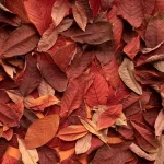 - autumn leaves background top view close up rnd675 frp10255914 - Home