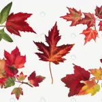 autumn leaves set botanical illustration remixed crc8bb142d6 size11.80mb - title:Home - اورچین فایل - format: - sku: - keywords:وکتور,موکاپ,افکت متنی,پروژه افترافکت p_id:63922