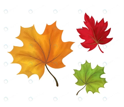 autumn maple leaves set red orange green colored f rnd853 frp12916189 - title:graphic home - اورچین فایل - format: - sku: - keywords: p_id:353984