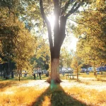 autumn park leaf sun rnd598 frp26719596 - title:Home - اورچین فایل - format: - sku: - keywords:وکتور,موکاپ,افکت متنی,پروژه افترافکت p_id:63922