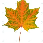 autumn red green maple leaf isolated white backgro rnd275 frp25859676 - title:Home - اورچین فایل - format: - sku: - keywords:وکتور,موکاپ,افکت متنی,پروژه افترافکت p_id:63922