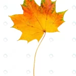 - autumn red green maple leaf isolated white backgro rnd453 frp25859670 - Home