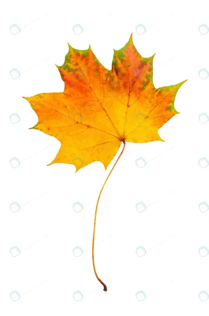 autumn red green maple leaf isolated white backgro rnd453 frp25859670 - title:graphic home - اورچین فایل - format: - sku: - keywords: p_id:353984