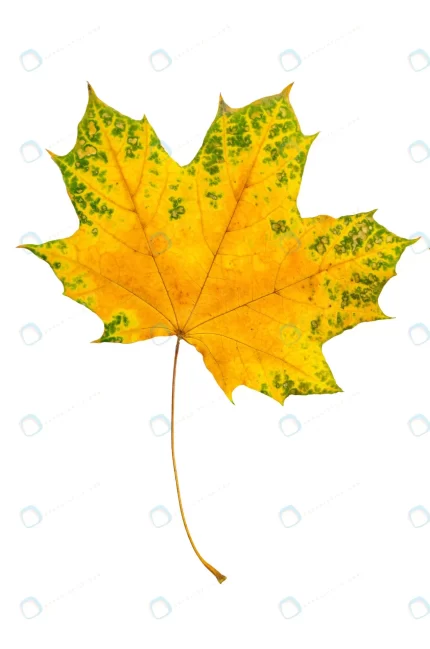 autumn red green maple leaf isolated white backgro rnd714 frp20940374 - title:graphic home - اورچین فایل - format: - sku: - keywords: p_id:353984