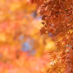 - autumn red maple leaves with copyspace background crc2f9c88c9 size5.78mb 6016x2101 - Home