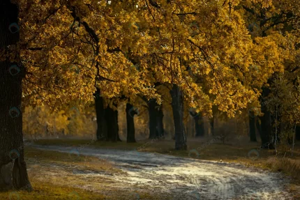 autumn tree with yellow leaves background path st crcda7d2123 size11.35mb 5184x3456 1 - title:graphic home - اورچین فایل - format: - sku: - keywords: p_id:353984