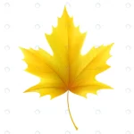 autumn yellow maple leaf leaves vector illustrati crc970ece83 size1.32mb - title:Home - اورچین فایل - format: - sku: - keywords:وکتور,موکاپ,افکت متنی,پروژه افترافکت p_id:63922