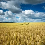 barley grain field sky full clouds crc46ff3a3b size24.21mb 8256x5504 - title:Home - اورچین فایل - format: - sku: - keywords:وکتور,موکاپ,افکت متنی,پروژه افترافکت p_id:63922