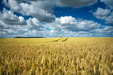 barley grain field sky full clouds crc46ff3a3b size24.21mb 8256x5504 - title:graphic home - اورچین فایل - format: - sku: - keywords: p_id:353984