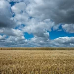barley grain field sky full clouds 2 crc6cf41a4f size19.16mb 7753x5169 - title:Home - اورچین فایل - format: - sku: - keywords:وکتور,موکاپ,افکت متنی,پروژه افترافکت p_id:63922