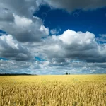 barley grain field sky full clouds 3 crc26c4fba8 size21.77mb 8256x5504 - title:Home - اورچین فایل - format: - sku: - keywords:وکتور,موکاپ,افکت متنی,پروژه افترافکت p_id:63922