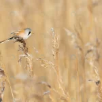 - bearded reedling wheat field crc17df7a38 size3.78mb 3517x2345 - Home