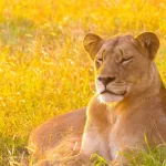 beautiful african lion lying long grass south afr crcc1f66f08 size15.74mb 3620x2576 - title:Home - اورچین فایل - format: - sku: - keywords:وکتور,موکاپ,افکت متنی,پروژه افترافکت p_id:63922