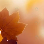 beautiful autumn leaves autumn red background sun crce8fae95d size2.47mb 5200x2300 - title:Home - اورچین فایل - format: - sku: - keywords:وکتور,موکاپ,افکت متنی,پروژه افترافکت p_id:63922