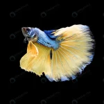 - beautiful blue yellow betta splendens siamese fig crc582137e5 size6.51mb 6016x4016 1 - Home