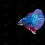 beautiful colorful siamese betta fish crc67cfa783 size4.26mb 6016x4004 - title:Home - اورچین فایل - format: - sku: - keywords:وکتور,موکاپ,افکت متنی,پروژه افترافکت p_id:63922