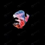 beautiful colorful siamese betta fish crca4bb292b size4.89mb 8000x5324 1 - title:Home - اورچین فایل - format: - sku: - keywords:وکتور,موکاپ,افکت متنی,پروژه افترافکت p_id:63922