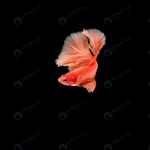 beautiful colorful siamese betta fish crca8ed6d95 size4.15mb 7500x4992 1 - title:Home - اورچین فایل - format: - sku: - keywords:وکتور,موکاپ,افکت متنی,پروژه افترافکت p_id:63922