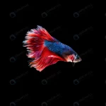 beautiful colorful siamese betta fish crcc5536109 size4.21mb 6016x4004 1 - title:Home - اورچین فایل - format: - sku: - keywords:وکتور,موکاپ,افکت متنی,پروژه افترافکت p_id:63922