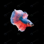 beautiful colorful siamese betta fish crccb10a028 size4.65mb 6016x4004 1 - title:Home - اورچین فایل - format: - sku: - keywords:وکتور,موکاپ,افکت متنی,پروژه افترافکت p_id:63922