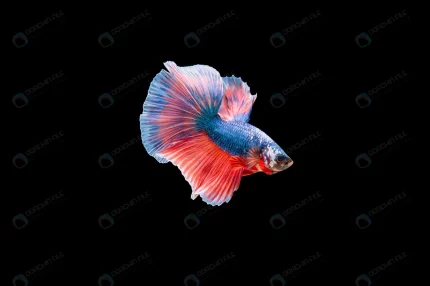 beautiful colorful siamese betta fish crccb10a028 size4.65mb 6016x4004 1 - title:graphic home - اورچین فایل - format: - sku: - keywords: p_id:353984